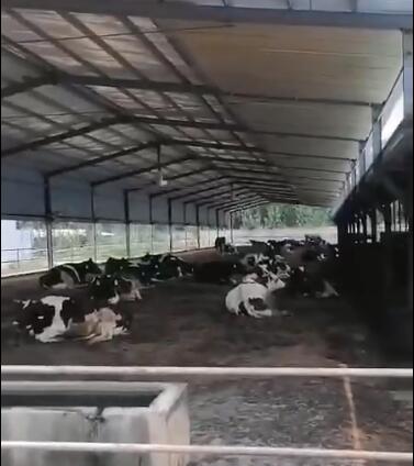 畜牧养殖大风扇视频